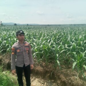 Polsek Singgahan Polres Tuban Turun Cek Tanaman jagung Warga di Desa Lajo Lor