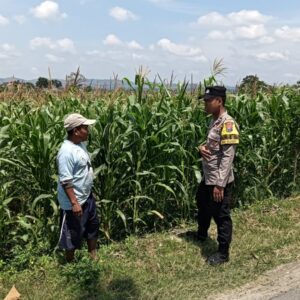 Bhabinkamtibmas Desa Jatisari Polsek Senori Gencar Monitoring Tanaman Jagung Warga Desa Binaan