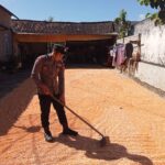 Polsek Montong Polres Tuban Turun Cek Tanaman jagung Warga di Desa Bringin