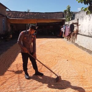 Polsek Montong Polres Tuban Turun Cek Tanaman jagung Warga di Desa Bringin