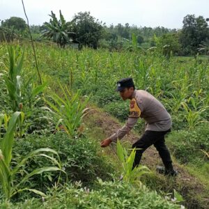 Polisi Polres Tuban Dukung Astacita Presiden, Bhabinkamtibmas Polsek Kenduruan Cek Langsung Tanaman Jagung Warga