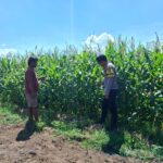 Bhabinkamtibmas Polsek Kempo Dampingi Petani Jagung, Dukung Ketahanan Pangan Nasional Menuju Indonesia Emas