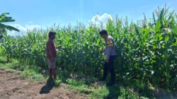 Bhabinkamtibmas Polsek Kempo Dampingi Petani Jagung, Dukung Ketahanan Pangan Nasional Menuju Indonesia Emas