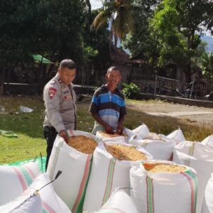 Bhabinkamtibmas Desa Sawe Pantau Pengemasan Hasil Panen Jagung, Edukasi Petani Penuhi Standar Distribusi ke Bulog