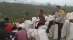 Bhabinkamtibmas Polsek Woja Pantau Panen Jagung Warga, Wujud Dukungan Polri terhadap Program Ketahanan Pangan Nasional