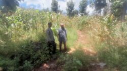 Bhabinkamtibmas Polsek Pekat Lakukan Pemantauan Lahan Jagung Warga, Dukung Ketahanan Pangan Nasional