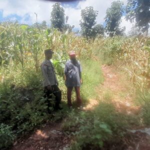 Bhabinkamtibmas Polsek Pekat Lakukan Pemantauan Lahan Jagung Warga, Dukung Ketahanan Pangan Nasional