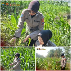 Polsek Soko polres Tuban Polda Jawa Timur Bergerak! Dukung Penuh Swasembada Pangan Presiden Prabowo Melalui Pendampingan Petani