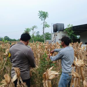 Bripda Dodi Eko, turun langsung ke sawah untuk melaksanakan panen jagung bersama warga di Desa Sumberan, Kecamatan Bancar, Kabupaten Tuban.