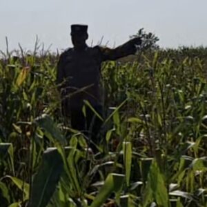Bhabinkamtibmas Polsek Widang Monitoring Pertumbuhan Tanaman Jagung