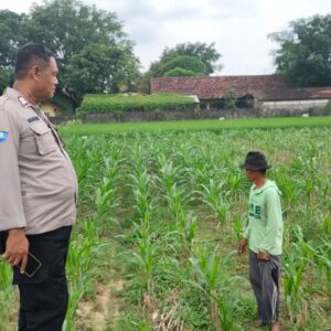Polsek Plumpang Polres Tuban Turun Langsung Cek Tanaman Jagung Warga