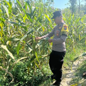 Polsek Bangilan Aktif Dukung Program Ketahanan Pangan Melalui Monitoring Tanaman Jagung di Wilayah Bangilan