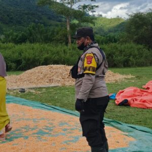 Pantau Masa Panen, Bhabinkamtibmas Desa Sebeok Pastikan Kelancaran Hasil Pertanian Jagung Warga