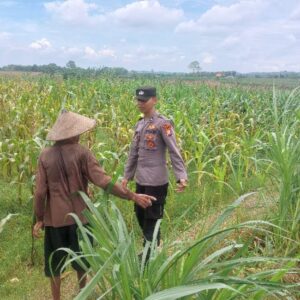 Bhabinkamtibmas Desa Leran Polsek Senori Polres Tuban Dampingi Warga, Pantau Tanaman Jagung Dukung Ketahanan Pangan Nasional