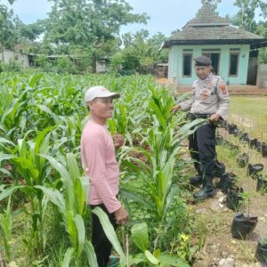 Manfaatkan Pekarangan, Petani Tanam Cabai Gunakan Polibag Dukung Program Asta Cita