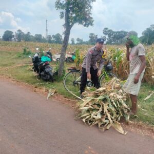 Polri Dukung Astacita, Polsek Palang Polres Tuban jagung milik Warga di Desa Tegalbang
