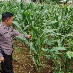 Polri Dukung Astacita, Polsek Merakurak Polres Tuban Turun Cek Tanaman Jagung Warga di Desa Tuwiri Wetan