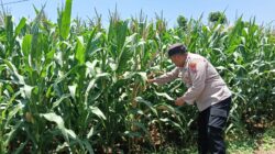 Bhabinkamtibmas Desa Sumurgung Monitoring Lahan Jagung Warga Dukung Ketahanan Pangan