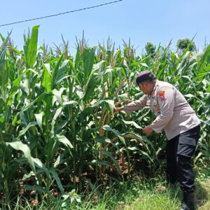 Bhabinkamtibmas Desa Sumurgung Monitoring Lahan Jagung Warga Dukung Ketahanan Pangan