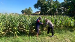Polri Dukung Astacita, Polsek Jenu Polres Tuban jagung milik Warga di Desa Kaliuntu