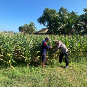 Polri Dukung Astacita, Polsek Jenu Polres Tuban jagung milik Warga di Desa Kaliuntu