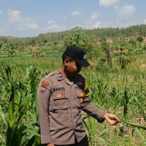 Dalam rangka mendukung Program ASTACITA, Bhabinkamtibmas Desa Pacing Polsek Parengan Polres Tuban sambang lokasi tanaman jagung di Desa Pacing Kec. Parengan