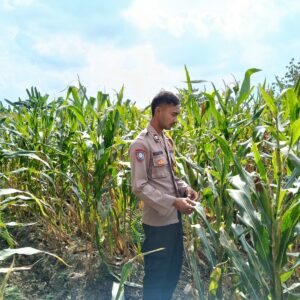 Polsek Singgahan Polres Tuban Turun Cek Tanaman jagung Warga di Desa Mulyorejo