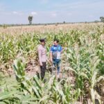 Polsek Tambakboyo Polres Tuban Turun Cek Tanaman jagung Warga di Desa Plajan