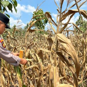 Polsek Montong Polres Tuban Turun Cek Tanaman jagung Warga di Desa Talun