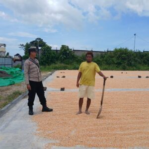Pemantauan Penjemuran Jagung, Bhabinkamtibmas Mbuju Motivasi Petani Tingkatkan Produktivitas