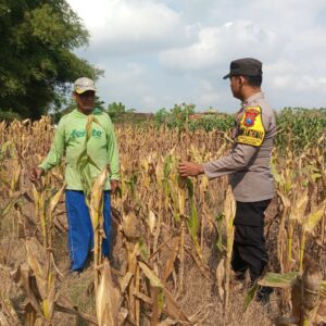 Monitoring Tanaman Jagung Warga di Desa Binaan, Bhabinkamtibmas Desa Wanglukulon Polsek Senori Polres Tuban Dukung Ketahanan Pangan