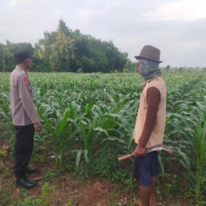 Monitoring Pertumbuhan Jagung, Anggota Polsek Kerek Sambang ke Lahan Petani di Desa Binaan