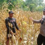 Polri Dukung Astacita, Polsek Rengel Polres Tuban Turun Cek Tanaman Jagung Warga di Desa Rengel