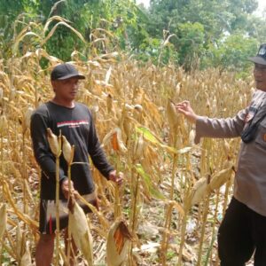 Polri Dukung Astacita, Polsek Rengel Polres Tuban Turun Cek Tanaman Jagung Warga di Desa Rengel