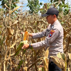 Polsek Montong Polres Tuban Turun Cek Tanaman jagung Warga di Desa Talangkembar