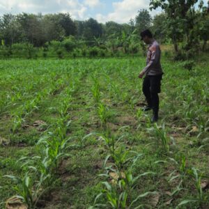 POLSEK BANGILAN AKTIF MONITORING KETAHANAN PANGAN TANAMAN JAGUNG