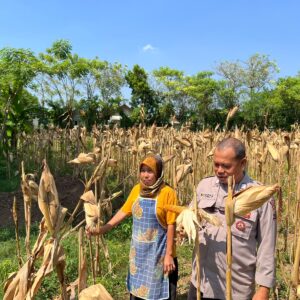 Bripka Nasri Monitoring Hasil Panen Jagung Warga Desa Tenggerkulon Kec. Bancar Kab. Tuban