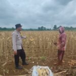 Polsek Plumpang Polres Tuban Turun Langsung Cek Tanaman Jagung Warga