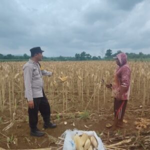 Polsek Plumpang Polres Tuban Turun Langsung Cek Tanaman Jagung Warga
