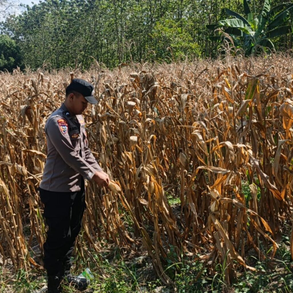 Polri Dukung Astacita, Bhabinkamtibmas Desa Pacing Polsek Parengan Polres Tuban Cek Lokasi Tanaman Jagung milik petani Di Desa Pacing Kec. Parengan