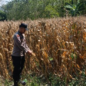 Polri Dukung Astacita, Bhabinkamtibmas Desa Pacing Polsek Parengan Polres Tuban Cek Lokasi Tanaman Jagung milik petani Di Desa Pacing Kec. Parengan