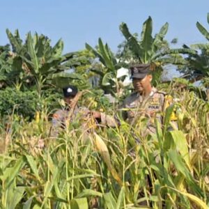 Dukung dan Sukseskan Astacita, Polsek Widang Patroli Kawasan Lahan Pertanian Jagung