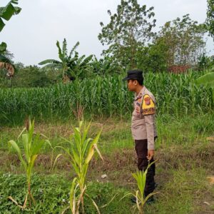 Polri Komitmen Dukung Ketahanan Pangan: Bhabinkamtibmas Polsek Kenduruan Polres Tuban Cek Langsung Tanaman Jagung Warga