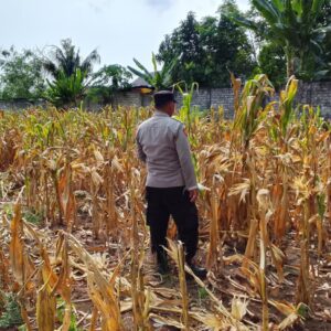 Polri Dukung Astacita, Polsek Semanding Polres Tuban Turun Cek Tanaman jagung milik Warga di Desa Ngino