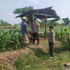 Kanit Binmas Bersama Bhabinkamtibmas Polsek Tuban Monitoring Lahan Jagung Warga Dukung Ketahanan Pangan