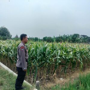 Polri Dukung Astacita, Polsek Palang Polres Tuban jagung milik Warga di Desa Glodog