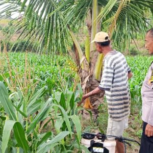 Polri Dukung Astacita, Polsek Grabagan Polres Tuban Turun Cek Tanaman jagung milik Warga di Desa Grabagan