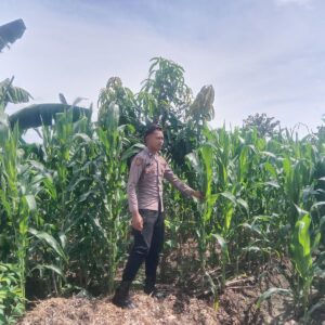 Polsek Singgahan Polres Tuban Turun Cek Tanaman jagung Warga di Desa Tingkis