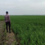Polri Dukung Astacita, Polsek Merakurak Polres Tuban Turun Cek Tanaman Jagung Warga di Desa Tuwiri Wetan