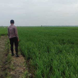 Polri Dukung Astacita, Polsek Merakurak Polres Tuban Turun Cek Tanaman Jagung Warga di Desa Tuwiri Wetan